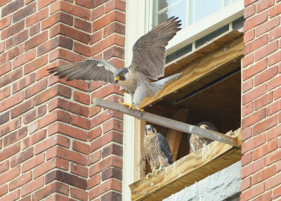 Peregrines: Mom providing balance training