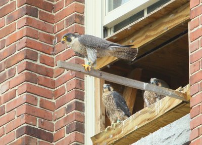 Peregrines: Mom providing balance training