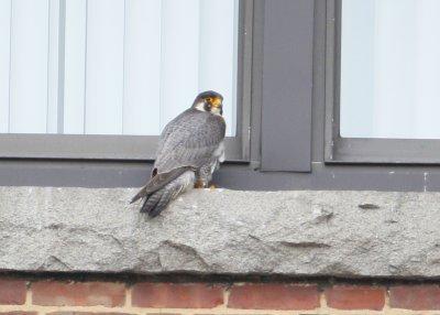 Peregine: adult on New Balance window ledge