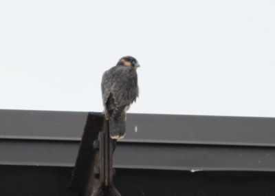 Peregine: male chick on New Balance roof protruding short beam
