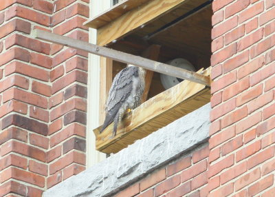 Peregine: adult perched at nest box