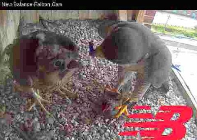 Peregrine adult and female chick feeding time!