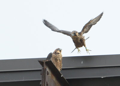 Peregrine chicks: fledgling stage, butterfly flight pattern