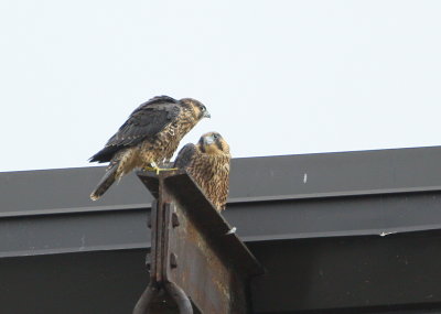 Peregrine chicks: fledgling stage, siblings hanging out