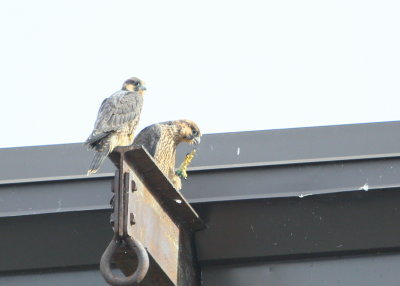 Peregrine chicks: fledgling stage, siblings hanging out