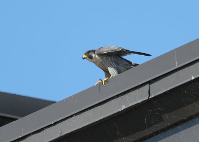 Peregrine adult ready to launch into flight mode