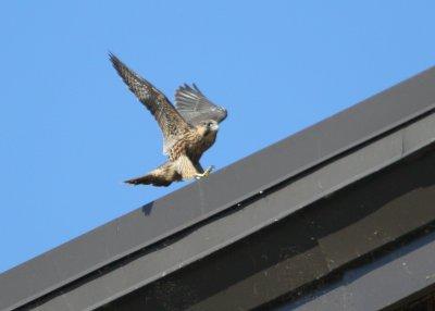 Peregrine chicks: more butterfly flight playtime and hanging