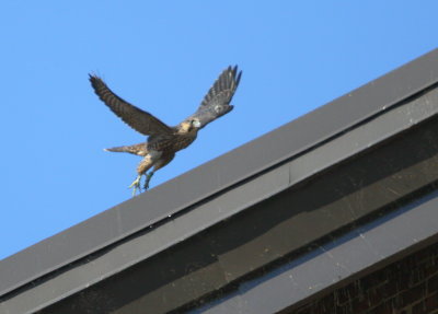 Peregrine chicks: more butterfly flight playtime and hanging