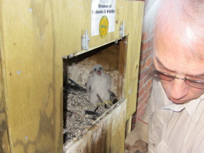 Peregrine chick banding