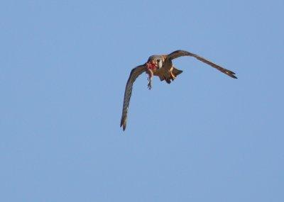 American Kestrel, male returning to nest with prey