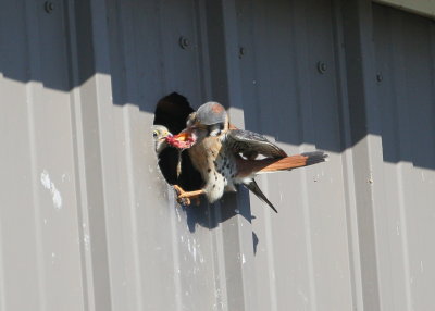 American Kestrel, male sharing with female