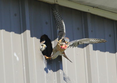 American Kestrel, male with second thoughts on sharing?