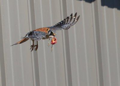 American Kestrel, male moving away from nest hole
