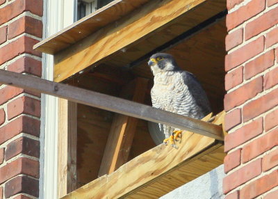 Peregrine adult perched on nest box