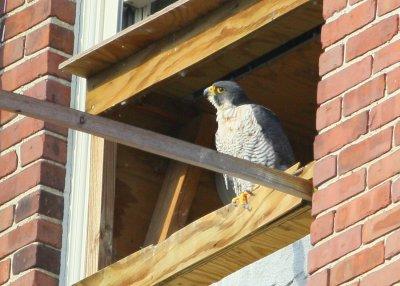 Peregrine adult perched on nest box