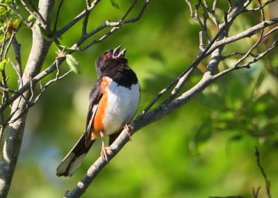 Eastern Towhee