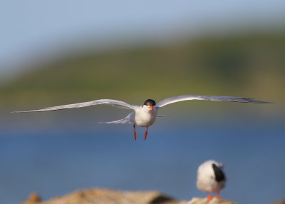 Common Tern