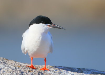 Roseate Tern