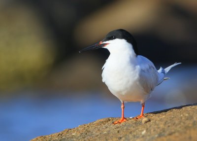 Roseate Tern