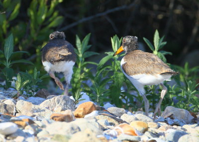 American Oystercatcher chicks