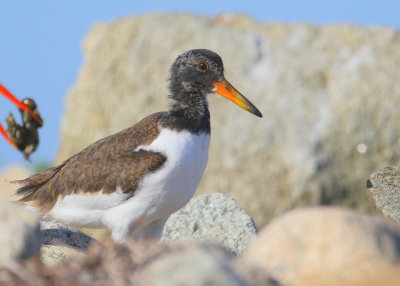 American Oystercatcher chick