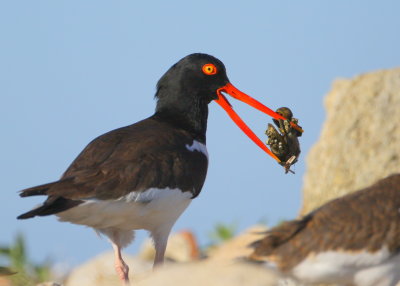 American Oystercatcher