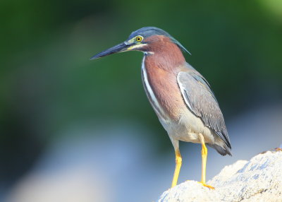 Green Heron