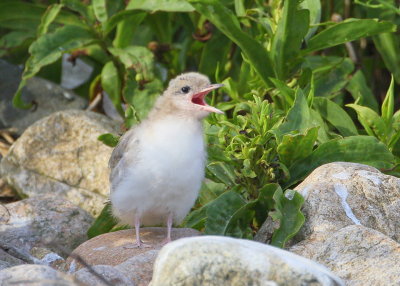Common Tern chick