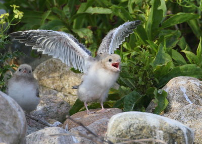 Common Tern ready to fledge!