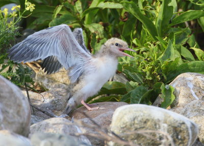 Common Tern ready to fledge!