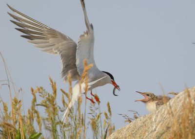 Common Tern chick feeding time!