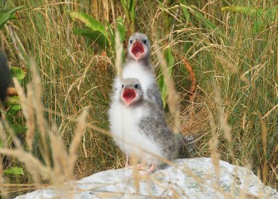 Common Tern chicks begging for food!