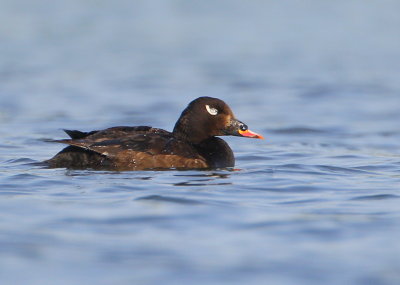 White-winged Scoter, male
