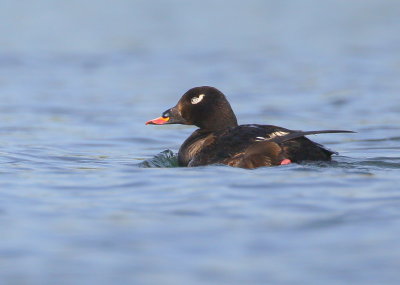 White-winged Scoter, male