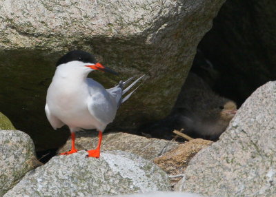 Roseate Tern adult with chick behind rock!
