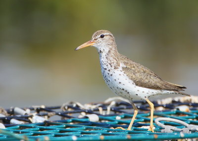 Spotted Sandpiper atop lobster trap