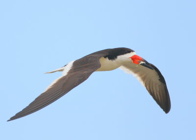 Black Skimmer with small fish