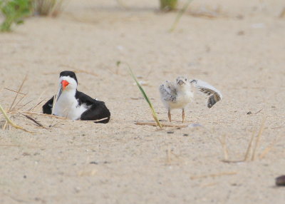 Black Skimmer and chick flapping left wing!