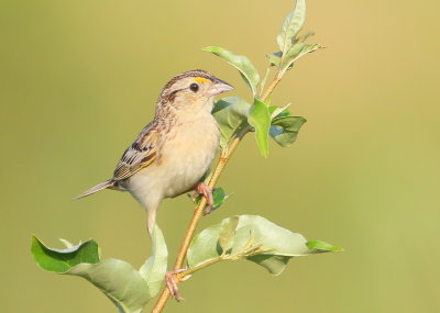 Grasshopper Sparrow