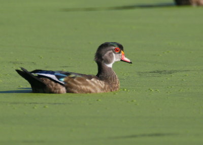 Wood Duck, juvenile male
