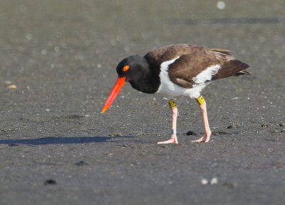 American Oystercatcher, adult with tag