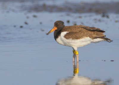 American Oystercatcher, juvenile with tag