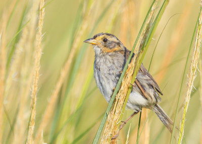 Saltmarsh Sharp-tailed  Sparrow