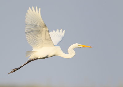 Great Egret in flight