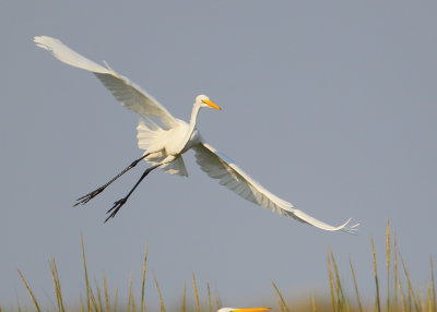 Great Egret making final turn