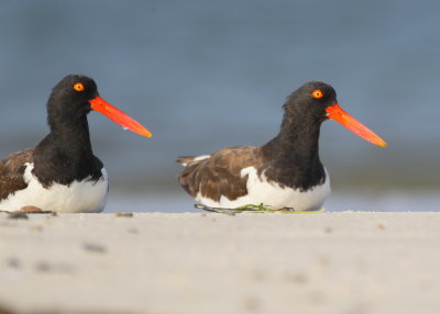 American Oystercatchers resting in the sand