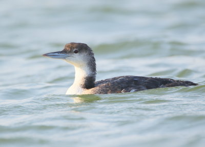 Common Loon, young adult