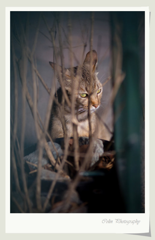 DSC01105v.jpg