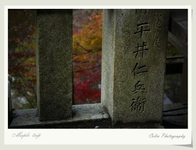 DSC00442v.jpg
