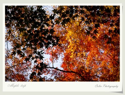 DSC00625v.jpg